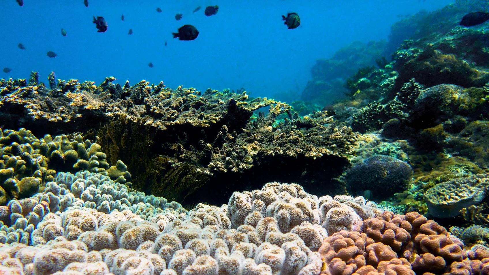 corals